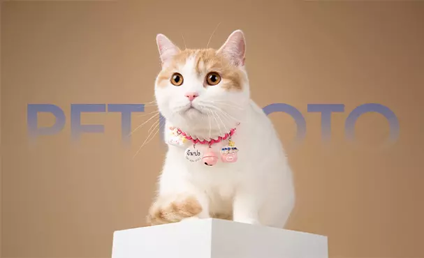 HOLO+FACE สตูดิโอถ่ายภาพสัตว์เลี้ยงในกรุงเทพฯ สำหรับแมว สุนัข และภาพถ่ายน้อง ๆ แสนอบอุ่น น่ารัก และมีชีวิตชีวา