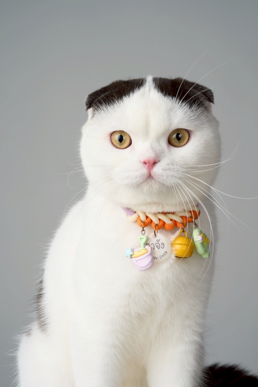 2505pet03