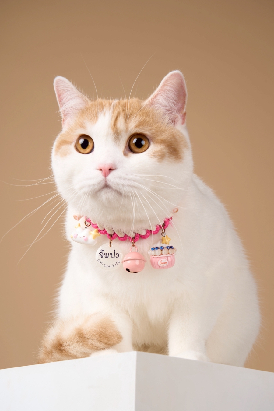 2505pet06