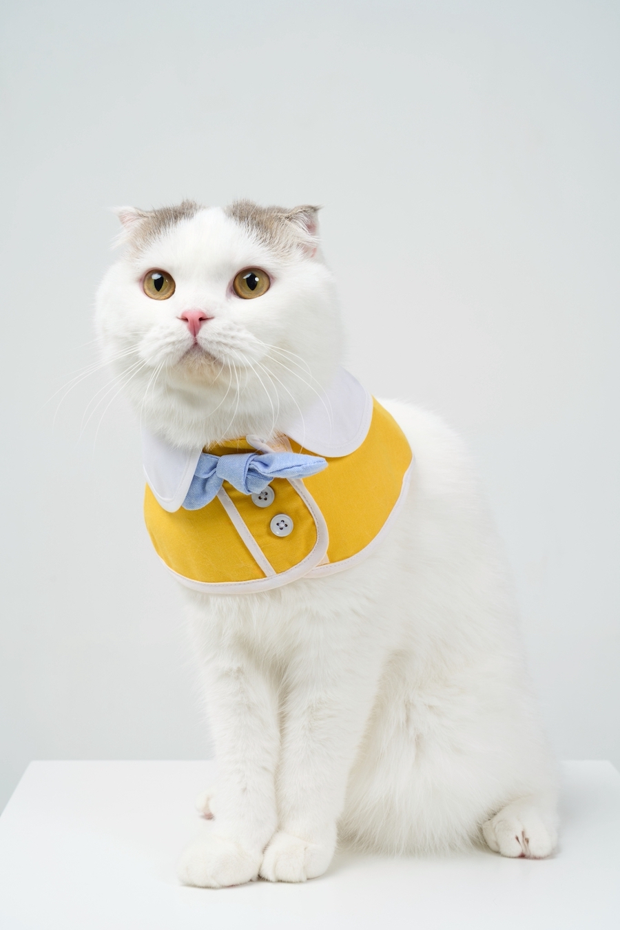 2505pet08